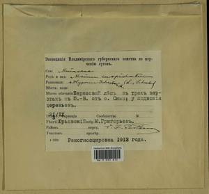 Pleurozium schreberi (Willd. ex Brid.) Mitt., Гербарий мохообразных, Мхи - Центральное Нечерноземье (B6) (Россия)