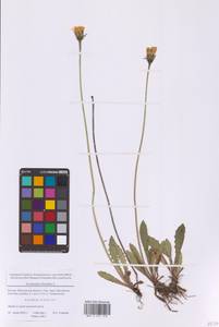 Кульбаба шершаволистная L., Восточная Европа, Московская область и Москва (E4a) (Россия)