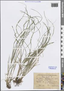 Осока расставленная, Осока раздвинутая L., Кавказ, Краснодарский край и Адыгея (K1a) (Россия)