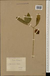Alkekengi officinarum Moench, Кавказ, Черноморское побережье (от Новороссийска до Адлера) (K3) (Россия)