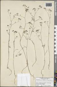 Bupleurum zoharii Snogerup, Зарубежная Азия (ASIA) (Турция)