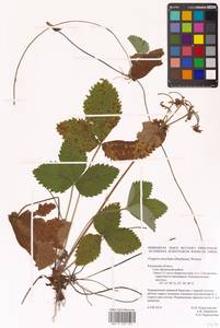 Земляника мускусная Duchesne, Восточная Европа, Центральный район (E4) (Россия)