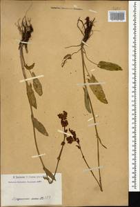 Щавель кислый L., Кавказ, Армения (K5) (Армения)