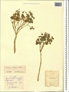 Euphorbia marschalliana subsp. armena (Prokh.) Oudejans, Кавказ, Армения (K5) (Армения)