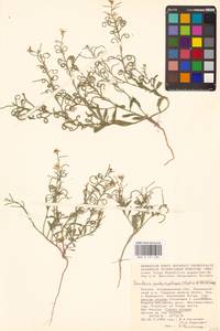 Новочеточник скрученный (Steph.) Hedge & J.Léonard, Восточная Европа, Нижневолжский район (E9) (Россия)