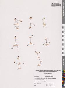 Кенигия исландская L., Сибирь, Чукотка и Камчатка (S7) (Россия)