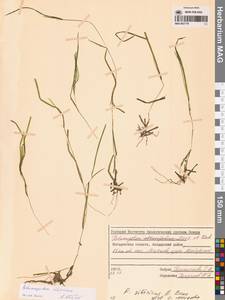 Рдест сибирский A.Benn., Сибирь, Чукотка и Камчатка (S7) (Россия)
