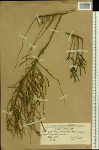 Caroxylon laricinum (Pall.) Tzvelev, Восточная Европа, Нижневолжский район (E9) (Россия)