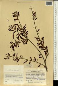 Phyllanthus emblica L., Зарубежная Азия (ASIA) (КНР)