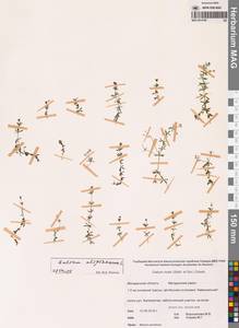 Подмаренник топяной L., Сибирь, Чукотка и Камчатка (S7) (Россия)