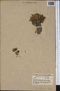 Claytonia megarhiza (Gray) Parry ex S. Wats., Америка (AMER) (США)