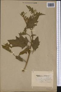 Solanum carolinense L., Америка (AMER) (США)