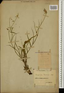 Pseudopodospermum tauricum (M. Bieb.) Vasjukov & Saksonov, Кавказ, Ставропольский край, Карачаево-Черкесия, Кабардино-Балкария (K1b) (Россия)