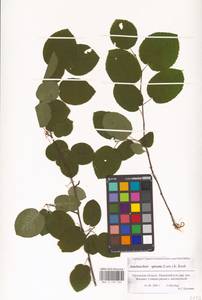 Amelanchier × spicata (Lam.) K.Koch, Восточная Европа, Центральный лесостепной район (E6) (Россия)