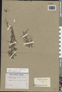 Липучка растопыренная (Retz.) Dumort., Восточная Европа, Южно-Украинский район (E12) (Украина)