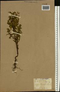 Пикульник ладанниковый L., Восточная Европа, Северо-Украинский район (E11) (Украина)