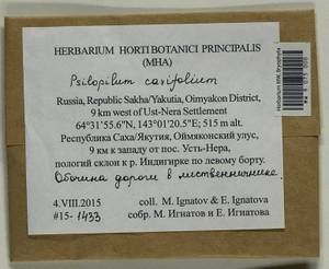 Psilopilum cavifolium (Wilson) I. Hagen, Гербарий мохообразных, Мхи - Якутия (B19) (Россия)