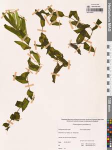 Рдест пронзеннолистный, Рдест стеблеобъемлющий L., Сибирь, Дальний Восток (S6) (Россия)