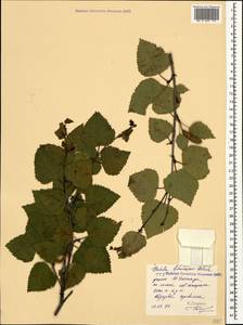 Betula pubescens var. litwinowii (Doluch.) Ashburner & McAll., Кавказ, Ставропольский край, Карачаево-Черкесия, Кабардино-Балкария (K1b) (Россия)