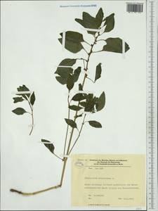 Lipandra polysperma (L.) S. Fuentes, Uotila & Borsch, Западная Европа (EUR) (Германия)