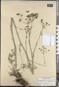 Dichoropetalum chryseum (Boiss. & Heldr.) Pimenov & Kljuykov, Зарубежная Азия (ASIA) (Турция)