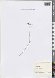 Delphinium consolida subsp. divaricatum (Ledeb.) A.Nyár., Кавказ, Азербайджан (K6) (Азербайджан)