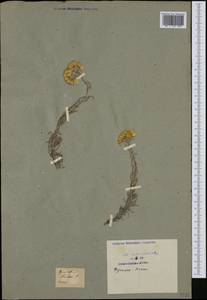 Helichrysum stoechas (L.) Moench, Западная Европа (EUR) (Франция)