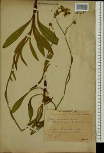 Pilosella echioides subsp. echioides, Восточная Европа, Средневолжский район (E8) (Россия)