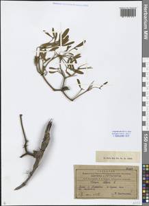 Омела белая L., Кавказ, Азербайджан (K6) (Азербайджан)