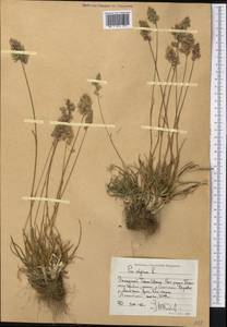 Мятлик альпийский L., Средняя Азия и Казахстан, Западный Тянь-Шань и Каратау (M3) (Киргизия)