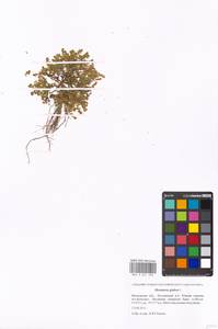 Грыжник голый L., Восточная Европа, Московская область и Москва (E4a) (Россия)