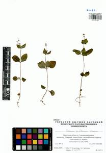 Pseudogalium paradoxum (Maxim.) L.E Yang, Z.L.Nie & H.Sun, Сибирь, Прибайкалье и Забайкалье (S4) (Россия)