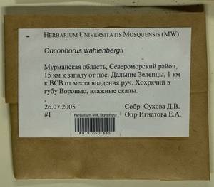 Brideliella wahlenbergii (Brid.) Fedosov, M. Stech & Ignatov, Гербарий мохообразных, Мхи - Карелия, Ленинградская и Мурманская области (B4) (Россия)
