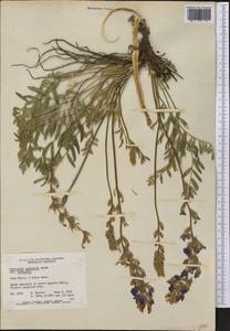 Oxytropis lambertii Pursh, Америка (AMER) (Канада)