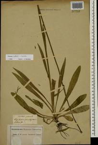 Pilosella ziziana subsp. ziziana, Восточная Европа, Центральный лесостепной район (E6) (Россия)