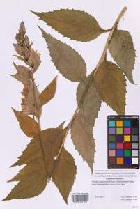 Колокольчик широколистный L., Восточная Европа, Московская область и Москва (E4a) (Россия)