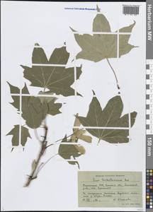 Клен туркестанский (Pax) P.C.de Jong, Средняя Азия и Казахстан, Западный Тянь-Шань и Каратау (M3) (Киргизия)