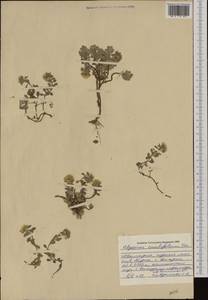 Alyssum cuneifolium Ten., Западная Европа (EUR) (Болгария)