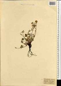 Лапчатка белоснежная, Лапчатка снежная L., Монголия (MONG) (Монголия)