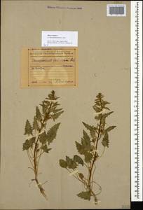 Blitum virgatum subsp. virgatum, Кавказ, Азербайджан (K6) (Азербайджан)