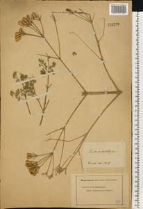 Прангос противозубный (Pall.) Herrnst. & Heyn, Восточная Европа, Нижневолжский район (E9) (Россия)