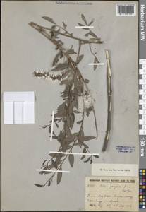 Ива джунгарская Andersson, Средняя Азия и Казахстан, Сырдарьинские пустыни и Кызылкумы (M7) (Узбекистан)