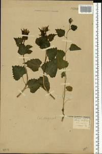 Чесночница черешковая (M.Bieb.) Cavara & Grande, Восточная Европа, Средневолжский район (E8) (Россия)