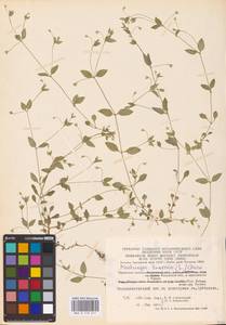 Мерингия трехжилковая (L.) Clairv., Восточная Европа, Центральный район (E4) (Россия)