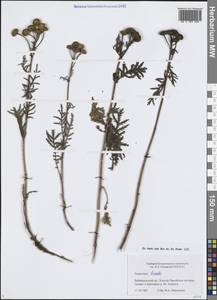 Tanacetum vulgare subsp. vulgare, Сибирь, Прибайкалье и Забайкалье (S4) (Россия)