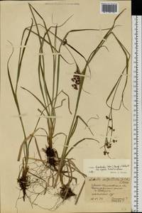 Ожика дубравная (Lam.) Dandy & Wilmott, Восточная Европа, Западно-Украинский район (E13) (Украина)