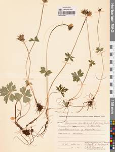 Купальница бумажночашелистиковая Schipcz., Сибирь, Чукотка и Камчатка (S7) (Россия)