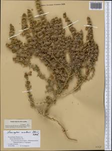 Climacoptera aralensis (Iljin) Botsch., Средняя Азия и Казахстан, Сырдарьинские пустыни и Кызылкумы (M7) (Казахстан)