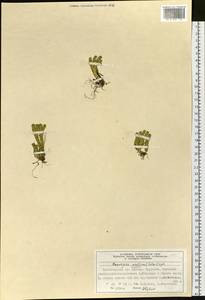 Huperzia selago subsp. appressa (Bach. Pyl. ex Desv.) D. Löve, Сибирь, Центральная Сибирь (S3) (Россия)