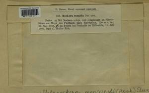 Metaneckera menziesii (Drumm.) Steere, Гербарий мохообразных, Мхи - Западная Европа (BEu) (Германия)
